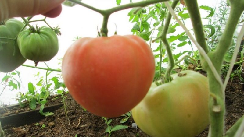 Großfruchtige Sorte mit einem delikaten Geschmack für die Ernährung - Tomaten-Zarenglocke