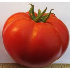 Ein Ehrengast in Ihrem Vorort ist eine Tomate. Wichtige Person und ihre Vorteile gegenüber anderen Sorten