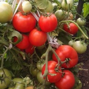 Ein Ehrengast in Ihrem Vorort ist eine Tomate. Wichtige Person und ihre Vorteile gegenüber anderen Sorten