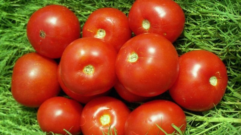 Wie man eine früh reifende Wolgograder Tomate 323 anbaut und wie sie einen Gemüseanbauer begeistert