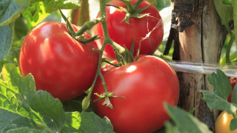 Wie man eine früh reifende Wolgograder Tomate 323 anbaut und wie sie einen Gemüseanbauer begeistert