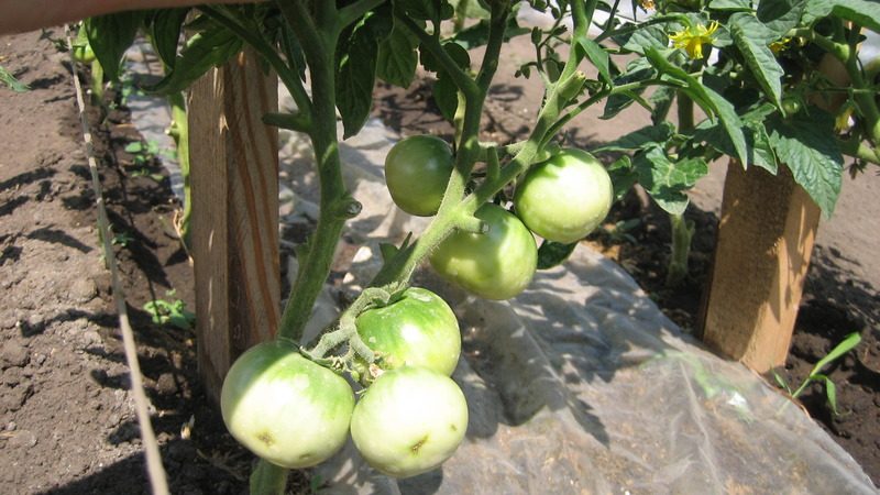 Tipps zur Tomatenpflege Flash: Was kann die Ausbeute beeinflussen?