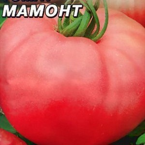 Vor- und Nachteile von Mammut-Tomaten