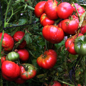 Vor- und Nachteile von Mammut-Tomaten