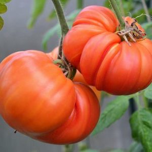 Vor- und Nachteile von Mammut-Tomaten