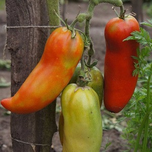 The subtleties of successfully growing amazing Pepper Giant tomatoes