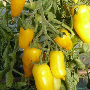 The subtleties of successfully growing amazing Pepper Giant tomatoes