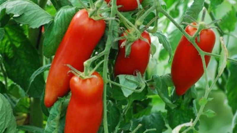 The subtleties of successfully growing amazing Pepper Giant tomatoes