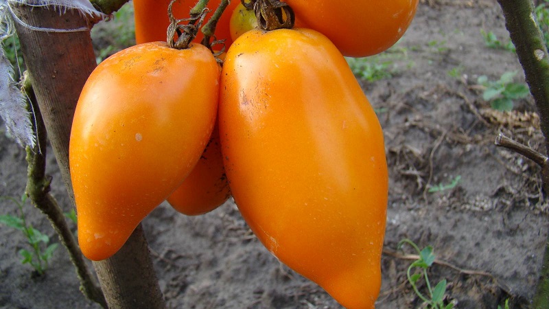 The subtleties of successfully growing amazing Pepper Giant tomatoes