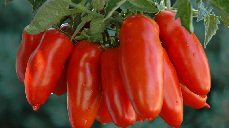 The subtleties of successfully growing amazing Pepper Giant tomatoes