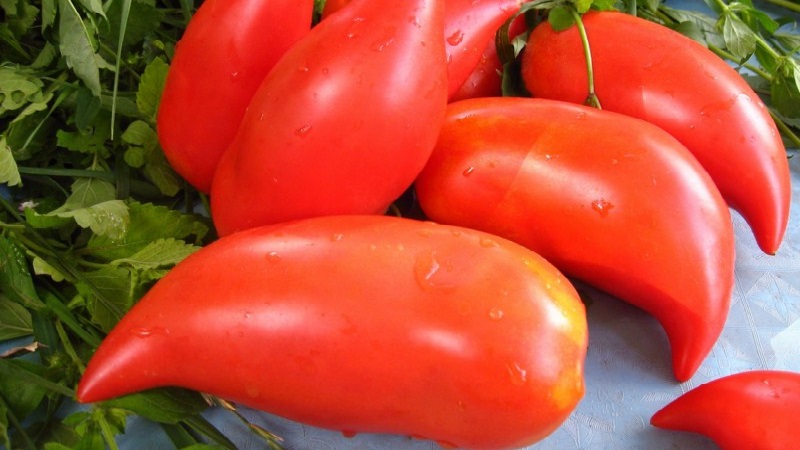 The subtleties of successfully growing amazing Pepper Giant tomatoes