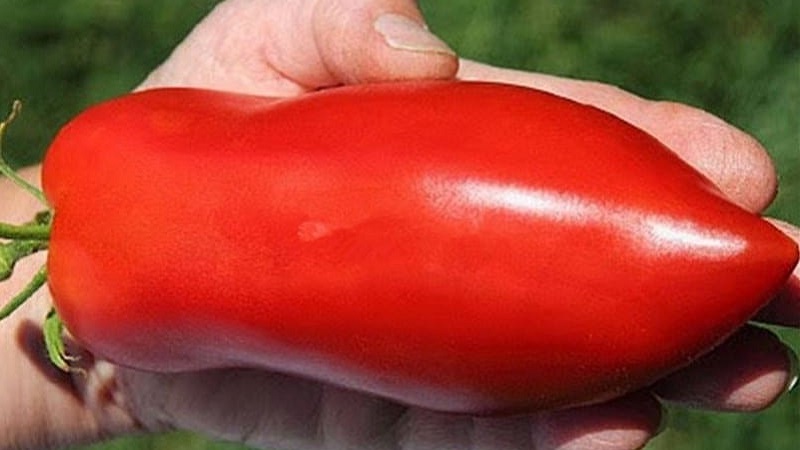 The subtleties of successfully growing amazing Pepper Giant tomatoes