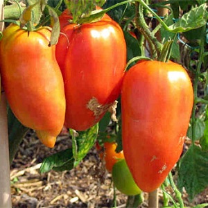 The subtleties of successfully growing amazing Pepper Giant tomatoes