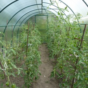 Die 6 besten Möglichkeiten, Tomaten in einem Gewächshaus zu binden: Schritt-für-Schritt-Anleitungen und Ratschläge von erfahrenen Gärtnern