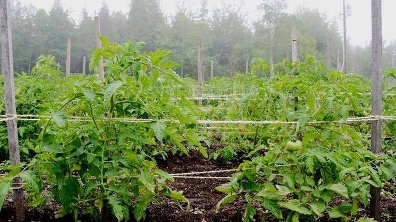 Die 6 besten Möglichkeiten, Tomaten in einem Gewächshaus zu binden: Schritt-für-Schritt-Anleitungen und Ratschläge von erfahrenen Gärtnern