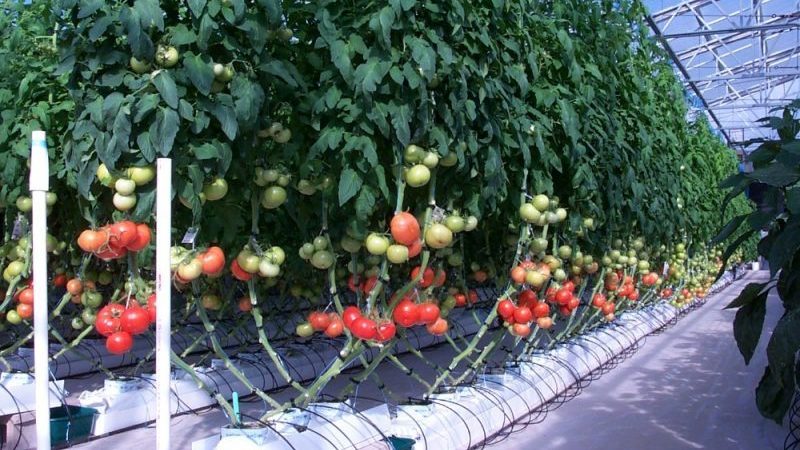 Die 6 besten Möglichkeiten, Tomaten in einem Gewächshaus zu binden: Schritt-für-Schritt-Anleitungen und Ratschläge von erfahrenen Gärtnern