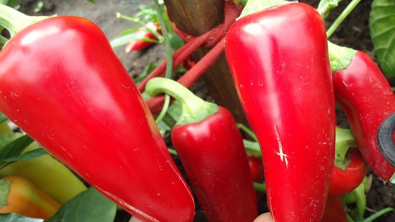 Top beste frühe Paprika für Freiland und Gewächshäuser