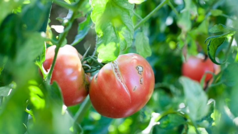 Warum Tomaten reifen, wenn sie in einem Gewächshaus reif sind: Identifizieren Sie die Ursache und bekämpfen Sie sie effektiv