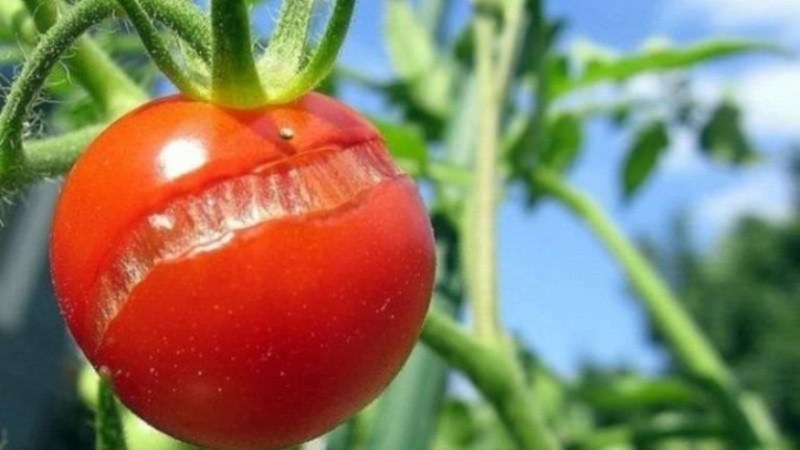 Warum Tomaten reifen, wenn sie in einem Gewächshaus reif sind: Identifizieren Sie die Ursache und bekämpfen Sie sie effektiv