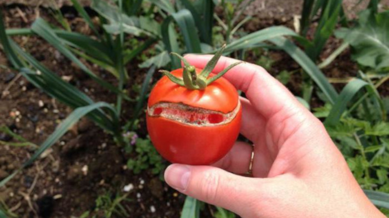 Warum Tomaten reifen, wenn sie in einem Gewächshaus reif sind: Identifizieren Sie die Ursache und bekämpfen Sie sie effektiv