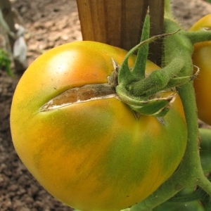 Warum Tomaten reifen, wenn sie in einem Gewächshaus reif sind: Identifizieren Sie die Ursache und bekämpfen Sie sie effektiv