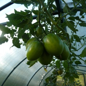 Warum Tomaten reifen, wenn sie in einem Gewächshaus reif sind: Identifizieren Sie die Ursache und bekämpfen Sie sie effektiv