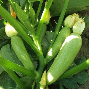 We grow the disease-resistant Aral zucchini correctly and break yield records