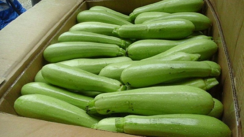 We grow the disease-resistant Aral zucchini correctly and break yield records