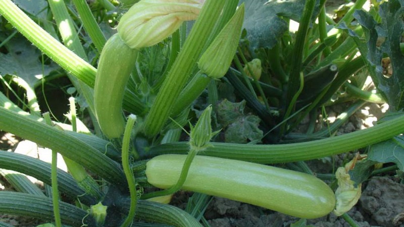 We grow the disease-resistant Aral zucchini correctly and break yield records