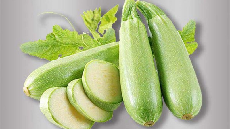 We grow the disease-resistant Aral zucchini correctly and break yield records