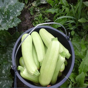 We grow the disease-resistant Aral zucchini correctly and break yield records