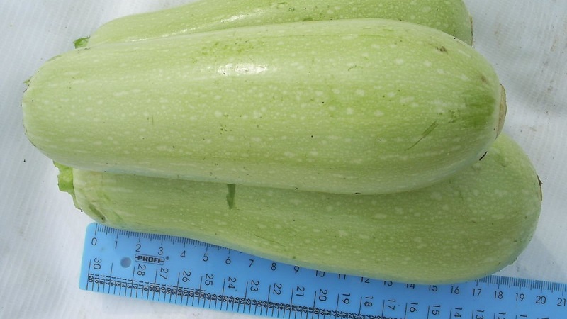 We grow the disease-resistant Aral zucchini correctly and break yield records