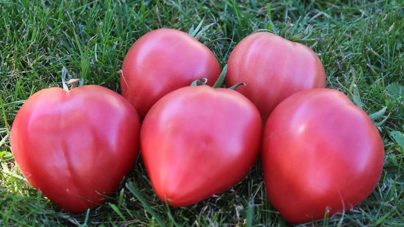 Hoher Ertrag und große Früchte mit einem delikaten Geschmack: Tomatenadlerherz - wie man es problemlos selbst anbaut