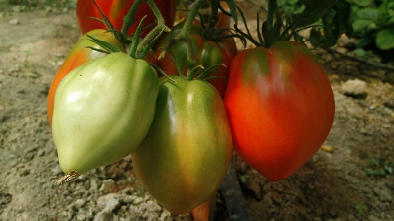 Hoher Ertrag und große Früchte mit einem delikaten Geschmack: Tomatenadlerherz - wie man es problemlos selbst anbaut