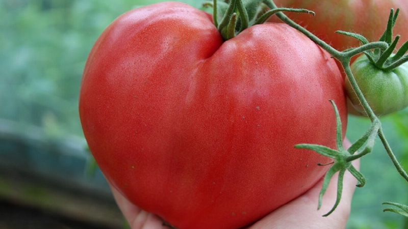 Hoher Ertrag und große Früchte mit einem delikaten Geschmack: Tomatenadlerherz - wie man es problemlos selbst anbaut