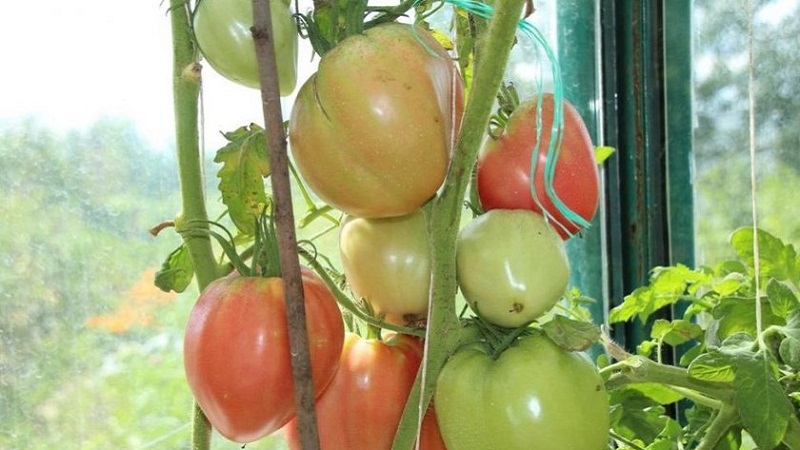 Hoher Ertrag und große Früchte mit einem delikaten Geschmack: Tomatenadlerherz - wie man es problemlos selbst anbaut