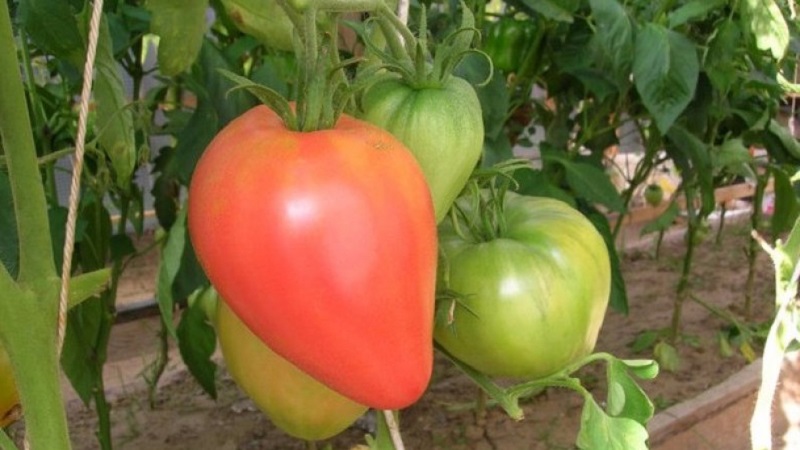 Hoher Ertrag und große Früchte mit einem delikaten Geschmack: Tomatenadlerherz - wie man es problemlos selbst anbaut