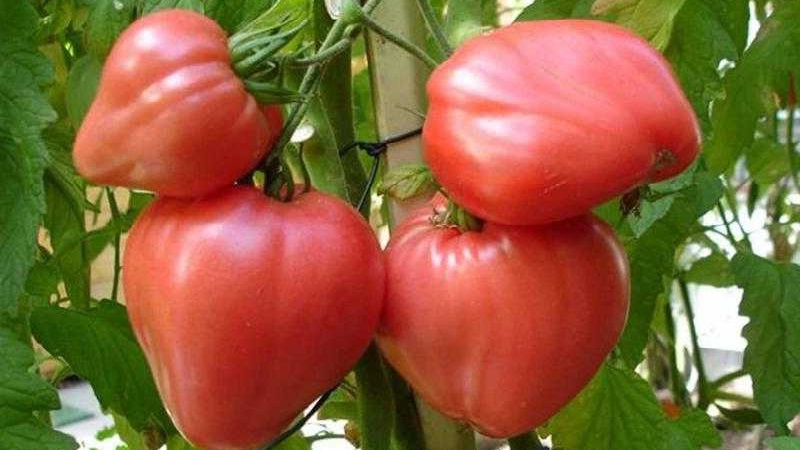 Hoher Ertrag und große Früchte mit einem delikaten Geschmack: Tomatenadlerherz - wie man es problemlos selbst anbaut