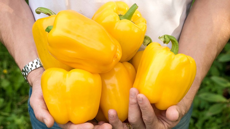 Heller und schmackhafter Paprika Golden Miracle: Pflegeregeln für eine reichhaltige Ernte