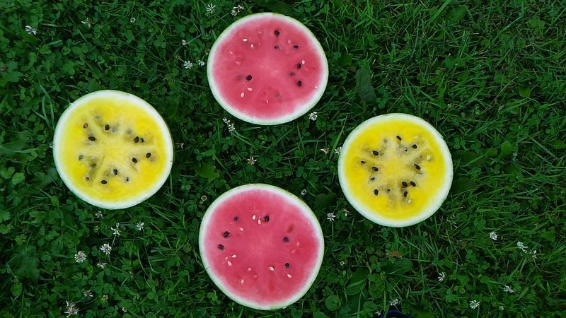 Die Frage, die viele beunruhigt: Warum ist eine Wassermelone eine Beere?