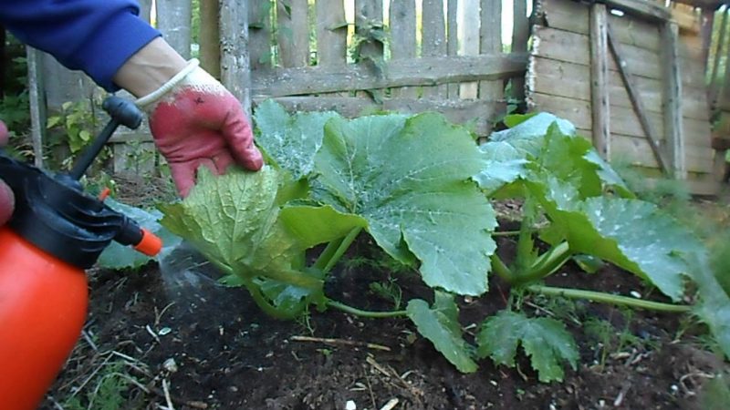 Wie, wann und wie man einen Kürbis während der Blüte und Frucht füttert: Ratschläge von Gärtnern und häufige Fehler