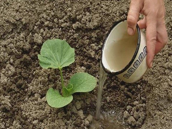 Wie, wann und wie man einen Kürbis während der Blüte und Frucht füttert: Ratschläge von Gärtnern und häufige Fehler