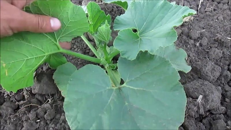 Wie, wann und wie man einen Kürbis während der Blüte und Frucht füttert: Ratschläge von Gärtnern und häufige Fehler