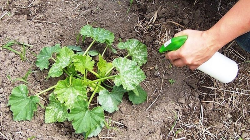 Wie, wann und wie man einen Kürbis während der Blüte und Frucht füttert: Ratschläge von Gärtnern und häufige Fehler