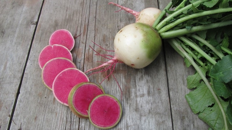 Ungewöhnlich aussehender und angenehm schmeckender Wassermelonenrettich: Was ist gut und wie wächst man?