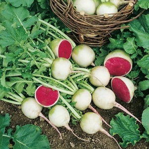 Ungewöhnlich aussehender und angenehm schmeckender Wassermelonenrettich: Was ist gut und wie wächst man?