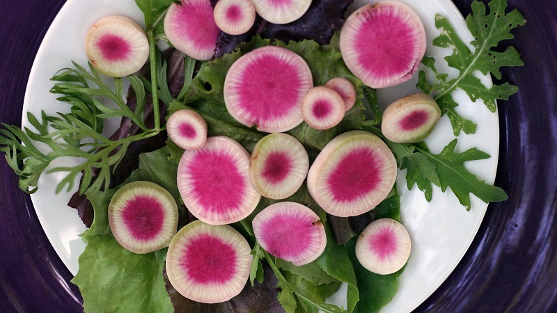 Ungewöhnlich aussehender und angenehm schmeckender Wassermelonenrettich: Was ist gut und wie wächst man?