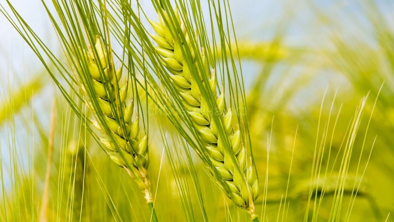 Ist Gluten so beängstigend und ist es in Roggen?