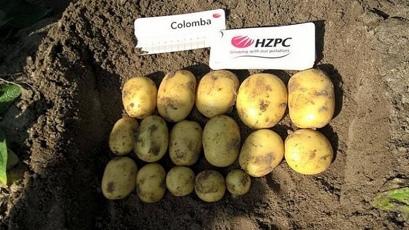 Leckere frühreife Kartoffeln Colomba (Colombo) von niederländischen Züchtern