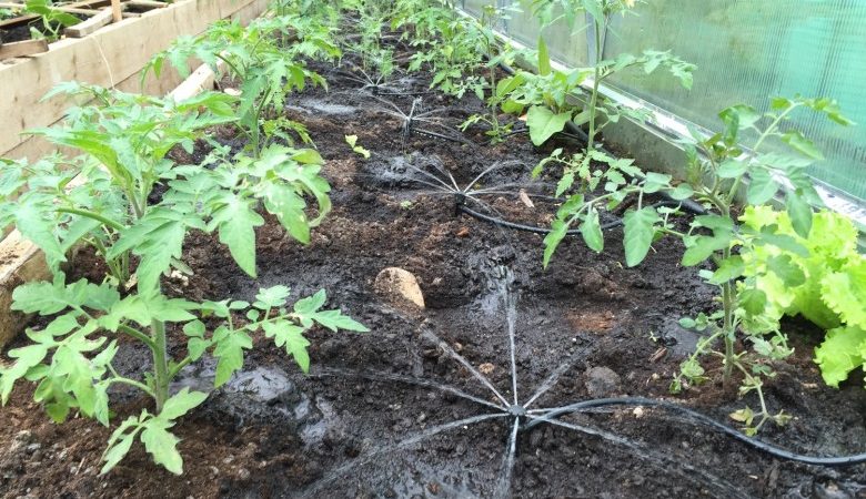 Wie oft Paprika in einem Gewächshaus gießen: Ein Leitfaden zur richtigen Bewässerung für hohe Erträge